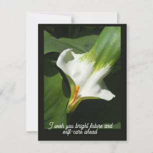 Calla Lily, Zantedeschia Postcard