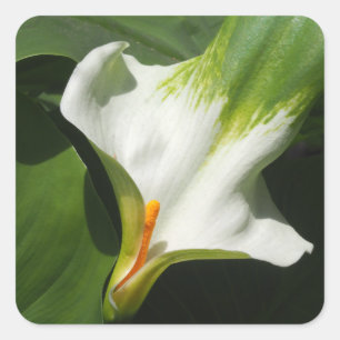 Calla Lily, Zantedeschia Square Sticker