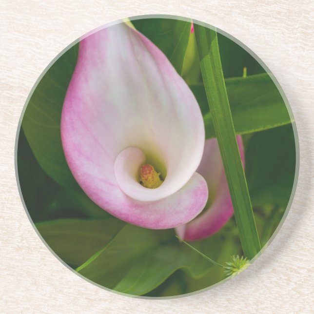 Calla Roll Coaster (Front)