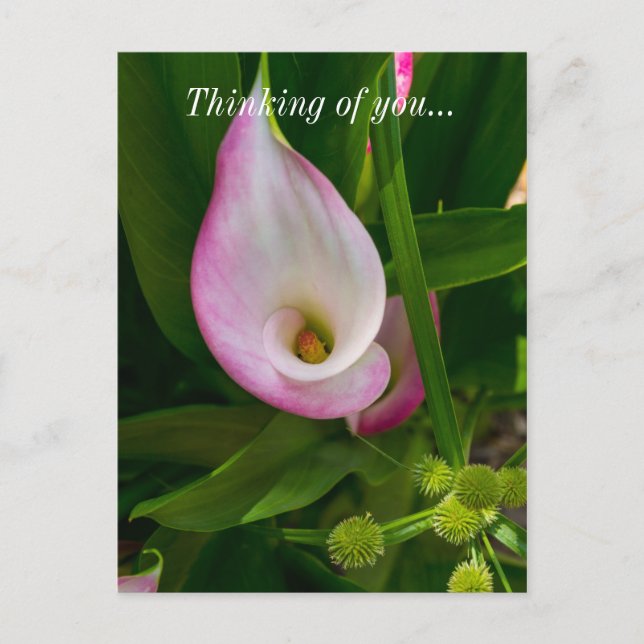 Calla Roll Penser À Vous Carte Postale (Devant)