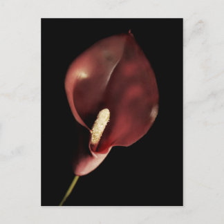 Calla rouge - Carte postale