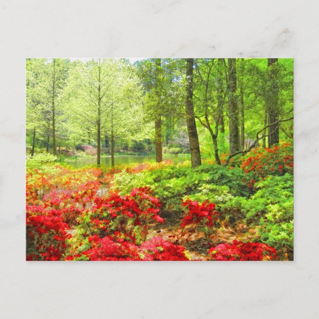 Callaway Azaleas Postcard (Front)