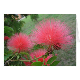Calliandra rouge