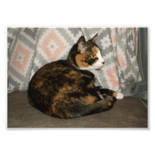 Callie Cat on Sofa Photo Print