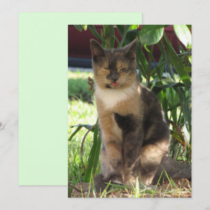 Callie Muffin de la Silly Stray Cat carte plat