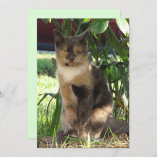 Callie Muffin the Silly Stray Cat Flat Card