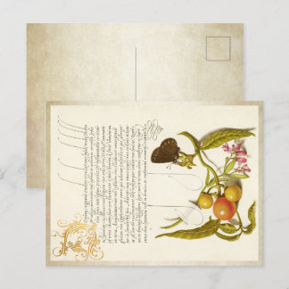 Calligraphy gilded initial vintage plants ringlet holiday postcard