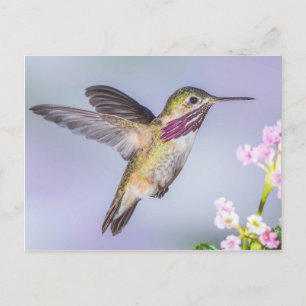 Calliope Hummingbird Flying in Purple & Pink Postcard