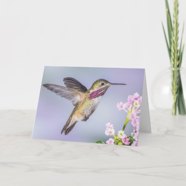 Calliope Hummingbird Flying in Purple Sympathy Card (Front)