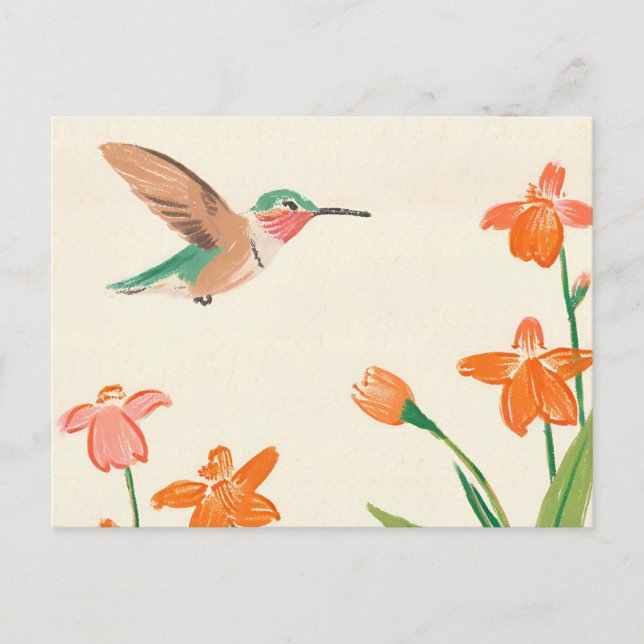 Calliope Hummingbird in flight drawing Postcard (Front)