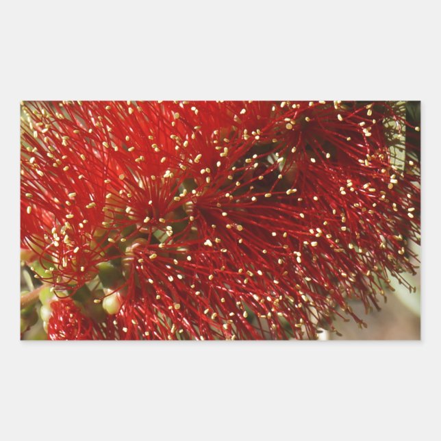 CALLISTEMON RED BOTTLE BRUSH TREE FLOWER AUSTRALIA STICKER (Front)