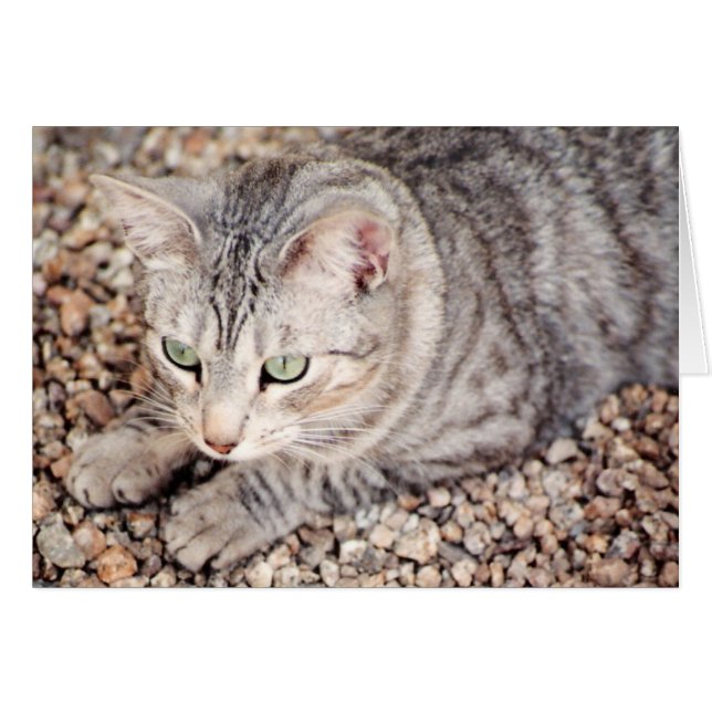 Callisto, silver tabby rescue (Front Horizontal)