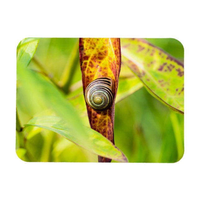 calm attachment magnet (Horizontal)