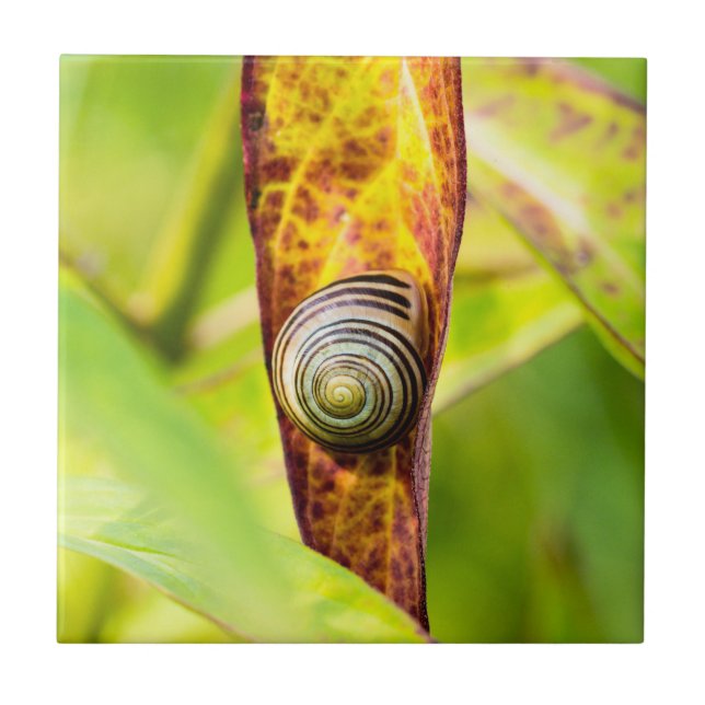 calm attachment tile (Front)