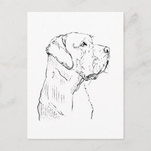 Calm Labrador Retriever  Postcard