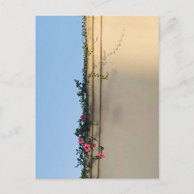 Calm Moment Photo Postcard (Front)