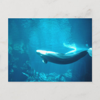 Calm Sea Postcard