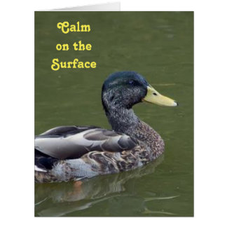 Calm, Yet Crazy Duck
