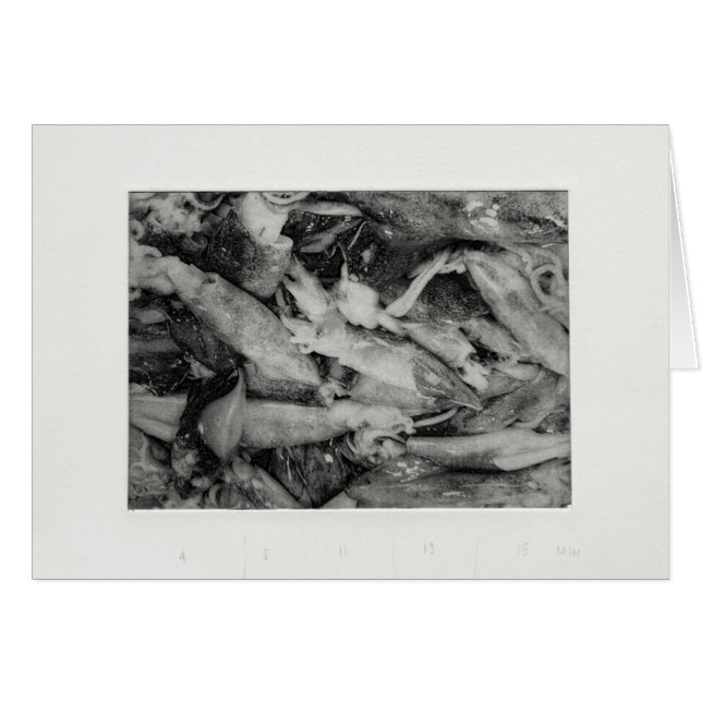 Calmar (Devant horizontal)