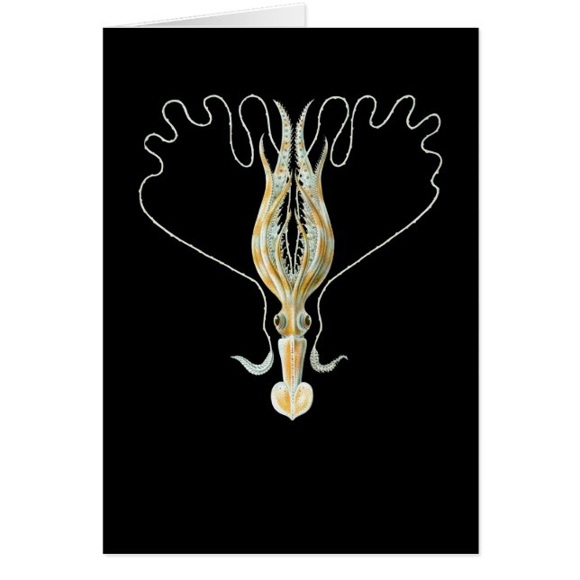 calmar Long-armé (Devant)