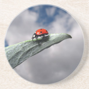 Calme de coccinelle avant les dessous de verre de