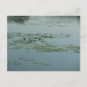 Calming Aquatic Postcard