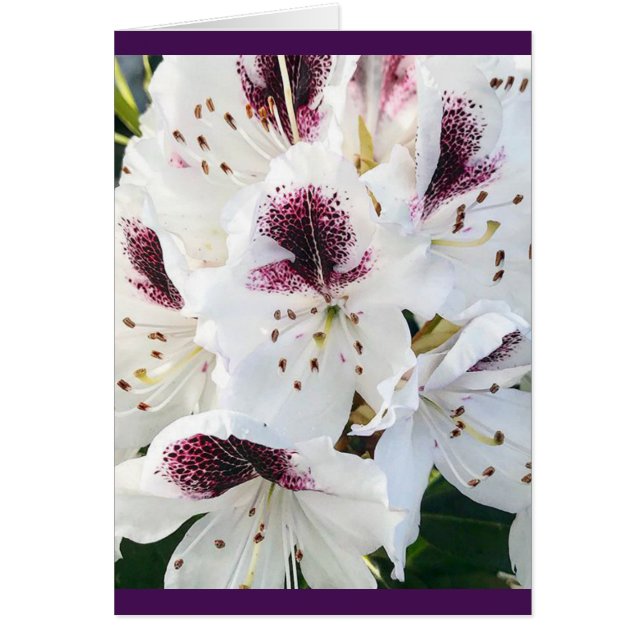 Calsap Rhododendrons (Devant)