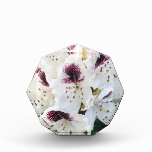 Calsap Rhododendrons Photo Block