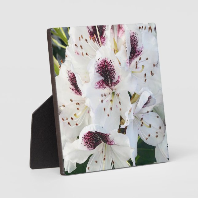 Calsap Rhododendrons Plaque (Front)