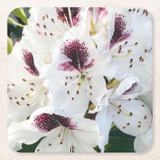 Calsap Rhododendrons Square Paper Coaster (Front)