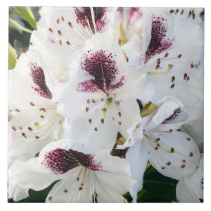 Calsap Rhododendrons Tile