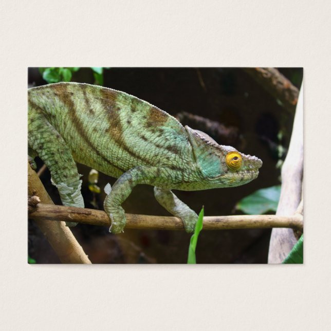 Calumma Parsonii (Front)