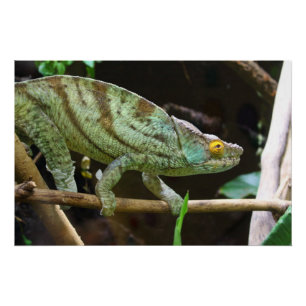 Calumma Parsonii Poster