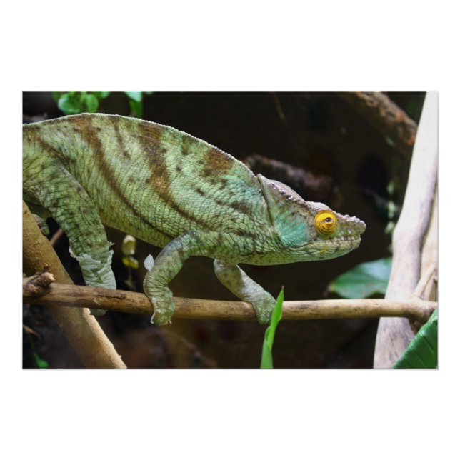 Calumma Parsonii Poster (Front)