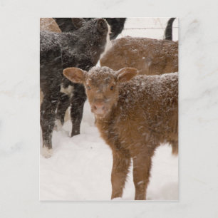 Calves in The Snow Postcard