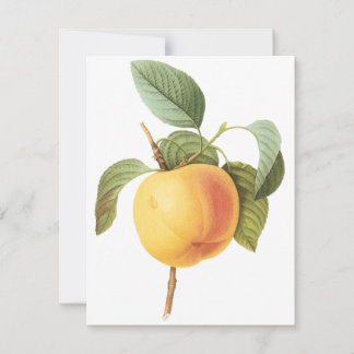 Calville Apple by Pierre Redoute Invitation