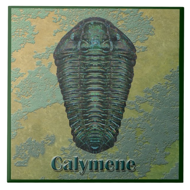 Calymene Niagarensis Fossil Trilobite Tile (Front)