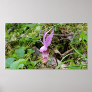 Calypso Orchid Poster