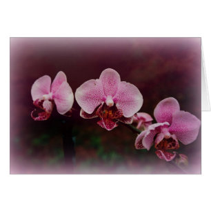 "Camaraderie sur le chemin "