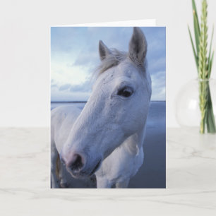 Camargue Horse Card