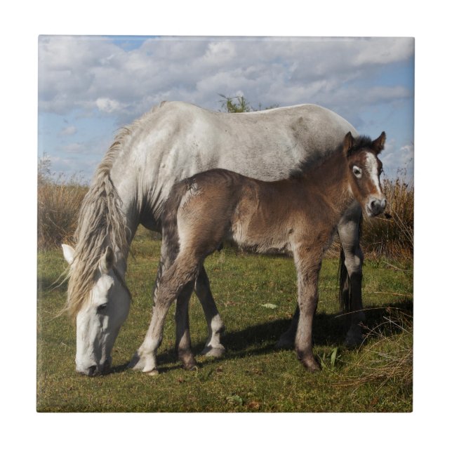 Camargue Horse Foal with Mother Tile (Front)