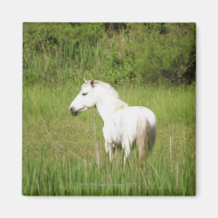 Camargue Horse in the Alpes Cote d'Azur of the Magnet