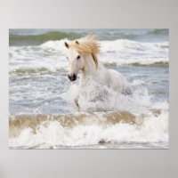 Camargue Horse in the Surf