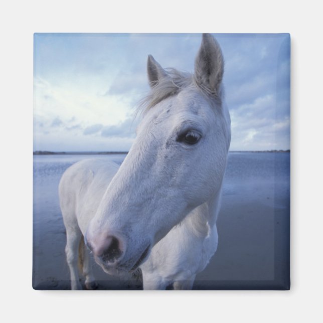 Camargue Horse Magnet (Front)