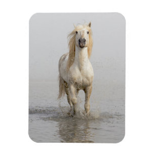 Camargue Horse Running in Water Magnet