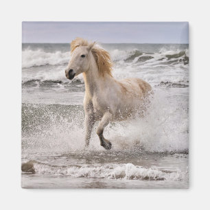 Camargue Horse Running out of Surf Magnet