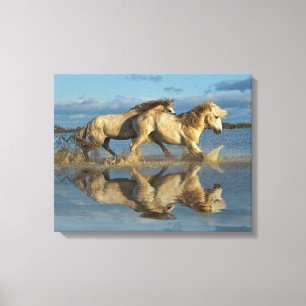 Camargue Horses and Reflection, Southern France Canvas Print
