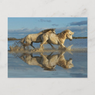 Camargue Horses and Reflection, Southern France Postcard