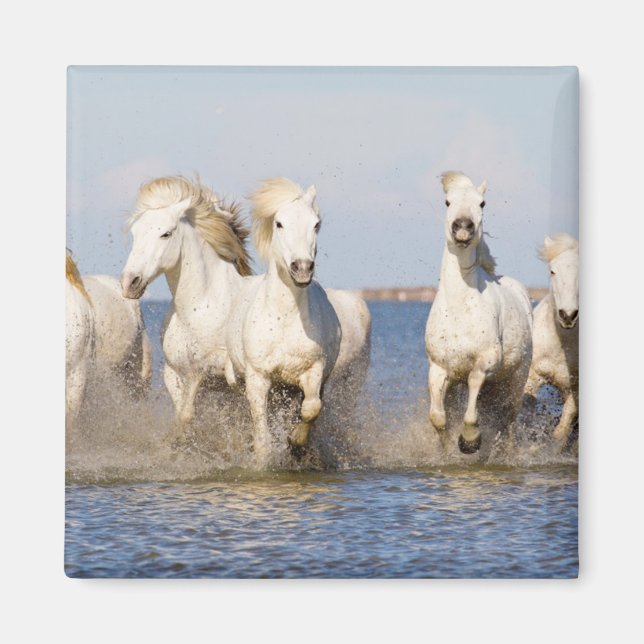 Camargue Horses Magnet (Front)
