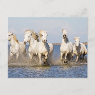 Camargue Horses Postcard